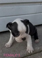 Betty Boop, a female Boston Terrier for sale in Edwardsburg, MI – 3 of 3