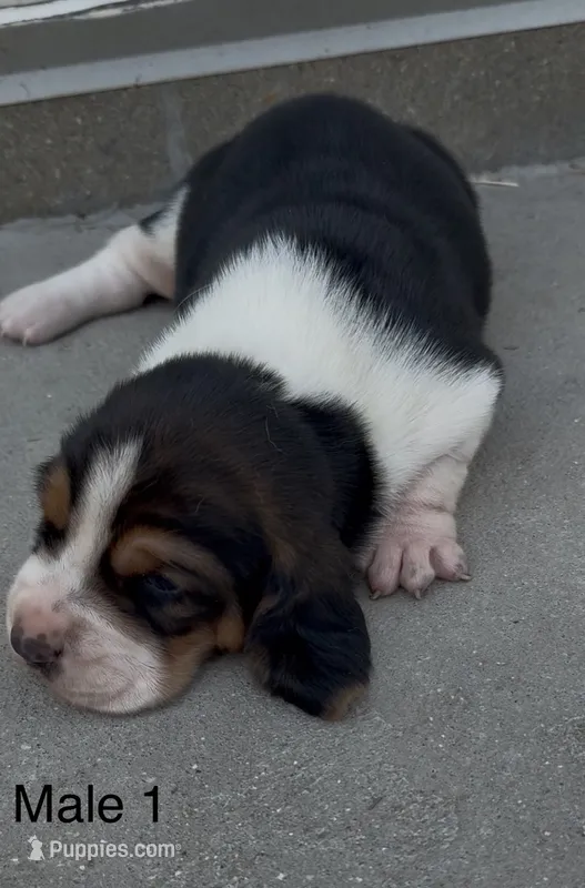 Bruiser – Basset Hound puppy for sale in Edwardsburg, MI