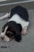 Bruiser, a male Basset Hound for sale in Edwardsburg, MI – 3 of 3