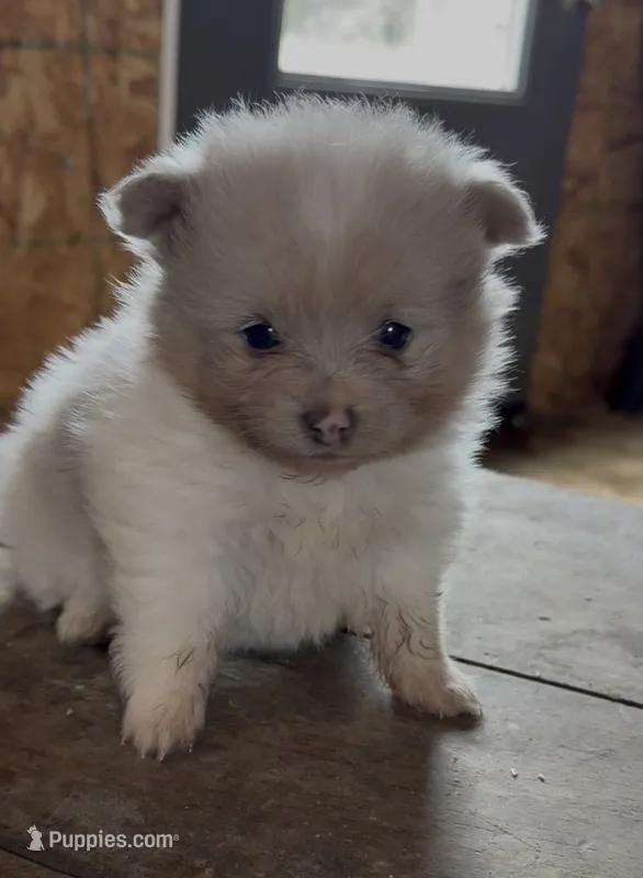 Pumba – Pomeranian puppy for sale in Edwardsburg, MI