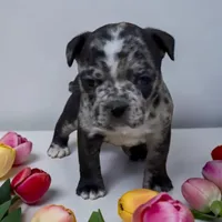 Frankie, a female Frenchton for sale in Edwardsburg, MI – 2 of 2