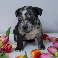 Frankie, a female Frenchton for sale in Edwardsburg, MI – 1 of 2
