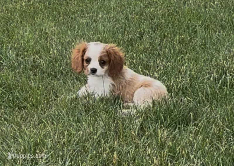 Charlie – Cavalier King Charles Spaniel puppy for sale in Edwardsburg, MI