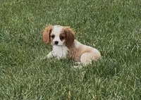 Charlie, a male Cavalier King Charles Spaniel for sale in Edwardsburg, MI – 1 of 2