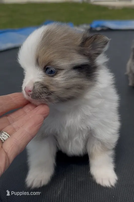 Pixie – Pomeranian puppy for sale in Edwardsburg, MI