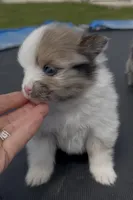 Pixie, a female Pomeranian for sale in Edwardsburg, MI – 1 of 3