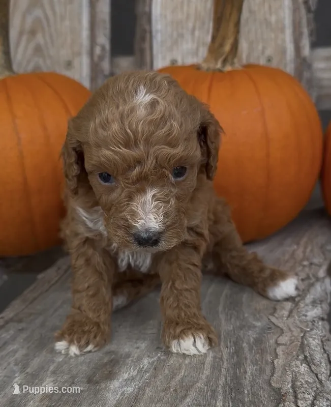 Maple – Miniature Goldendoodle puppy for sale in Edwardsburg, MI