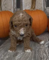 Maple, a female Miniature Goldendoodle for sale in Edwardsburg, MI – 1 of 3