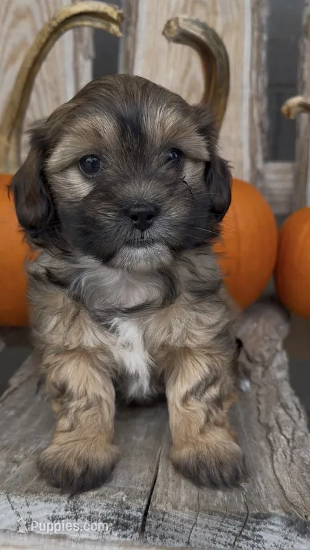 Star – Shihpoo puppy for sale in Edwardsburg, MI