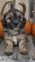 Star, a female Shihpoo for sale in Edwardsburg, MI – 1 of 3