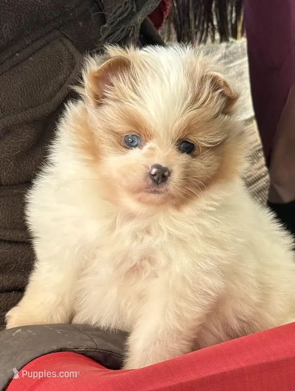 Patsy – Pomeranian puppy for sale in Edwardsburg, MI