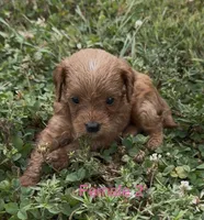 Cindy Lou, a female Cavapoo for sale in Edwardsburg, MI – 2 of 2