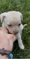 Chico, a male Chihuahua for sale in Edwardsburg, MI – 4 of 4