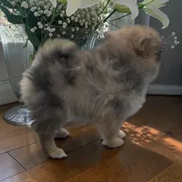 Polly, a female Pomeranian for sale in Edwardsburg, MI – 2 of 3