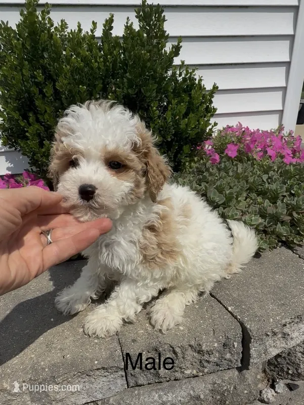 Cotton – Coton de Tulear puppy for sale in Edwardsburg, MI