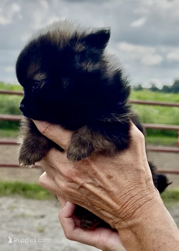 Prissy  – Pomeranian puppy for sale in Edwardsburg, MI