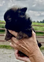 Prissy , a female Pomeranian for sale in Edwardsburg, MI – 1 of 4