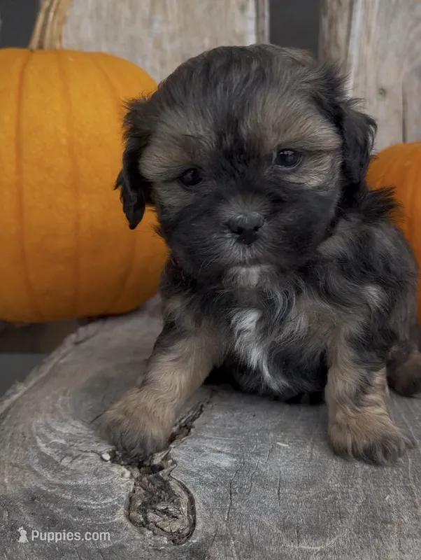 Stella – Shihpoo puppy for sale in Edwardsburg, MI