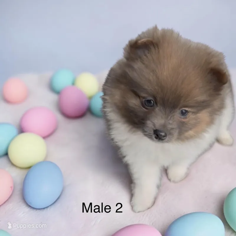 Pluto – Pomeranian puppy for sale in Edwardsburg, MI