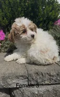 Coral, a female Coton de Tulear for sale in Edwardsburg, MI – 6 of 6