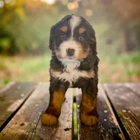 Betsy, a female Miniature Bernedoodle for sale in Edwardsburg, MI – 1 of 1