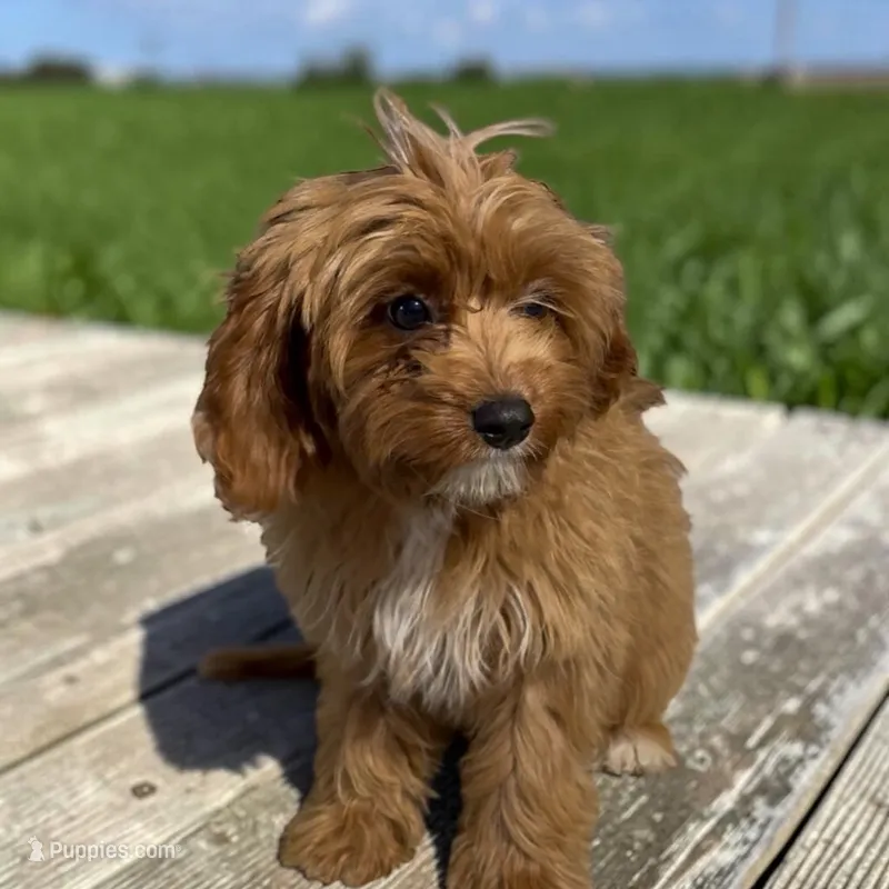 Cleo – Cavapoo puppy for sale in Edwardsburg, MI