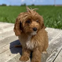 Cleo, a female Cavapoo for sale in Edwardsburg, MI – 1 of 2
