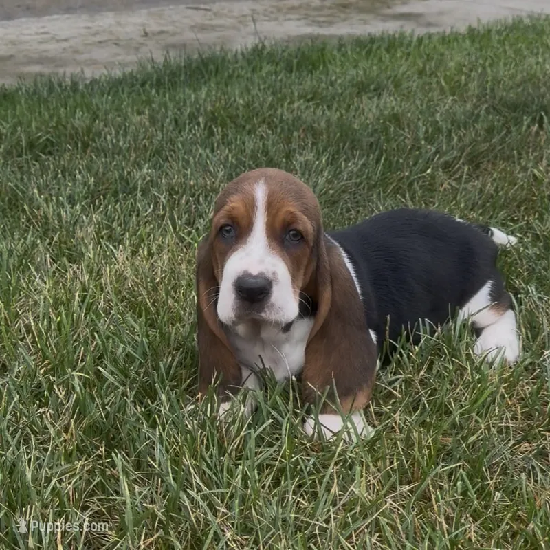 Bruiser – Basset Hound puppy for sale in Edwardsburg, MI