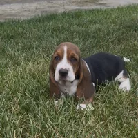 Bruiser, a male Basset Hound for sale in Edwardsburg, MI – 1 of 3