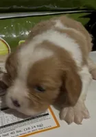 Caine, a male Cavalier King Charles Spaniel for sale in Edwardsburg, MI – 4 of 4