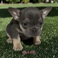 Francesca, a female French Bulldog for sale in Edwardsburg, MI – 2 of 2