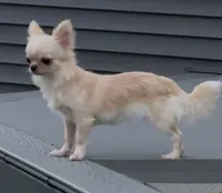 Chiquita, a female Chihuahua for sale in Edwardsburg, MI – 2 of 4