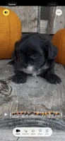 Sierra, a female Shihpoo for sale in Edwardsburg, MI – 3 of 3