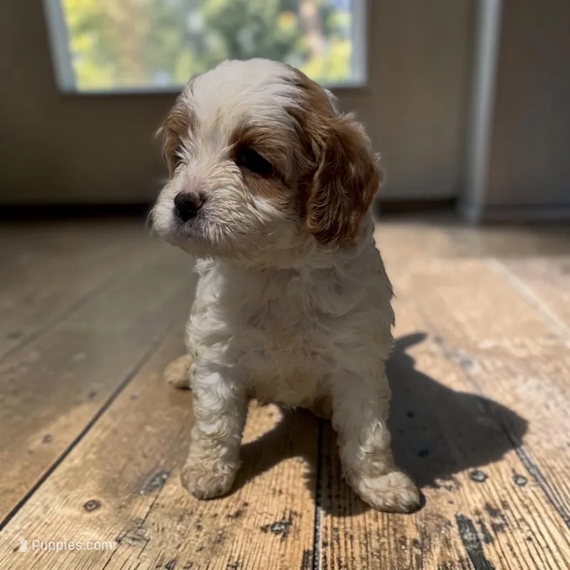 Cubby – Cavapoo puppy for sale in Edwardsburg, MI