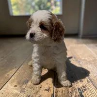 REDUCED Cubby, a male Cavapoo for sale in Edwardsburg, MI – 1 of 2