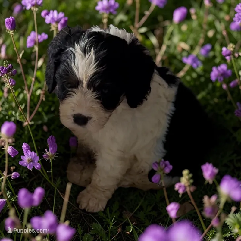 REDUCED Curly – Cavapoo puppy for sale in Edwardsburg, MI