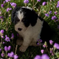 REDUCED Curly, a male Cavapoo for sale in Edwardsburg, MI – 1 of 2