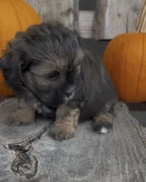 Stella, a female Shihpoo for sale in Edwardsburg, MI – 4 of 4
