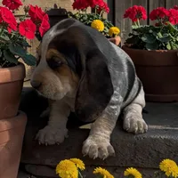 Annabelle, a female Basset Hound for sale in Edwardsburg, MI – 2 of 3