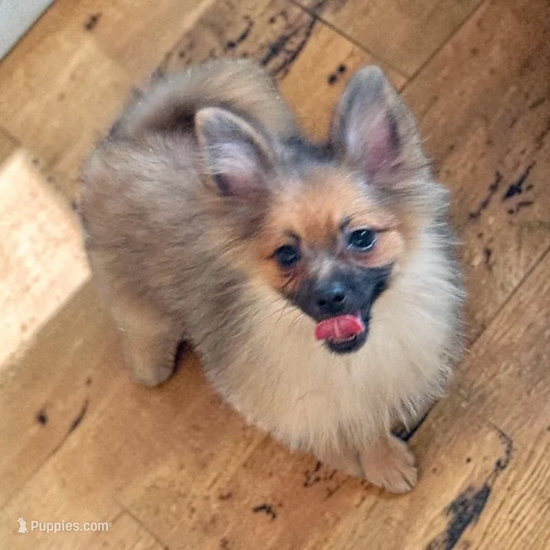 Petunia – Pomeranian puppy for sale in Edwardsburg, MI