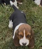 Bruiser, a male Basset Hound for sale in Edwardsburg, MI – 2 of 3