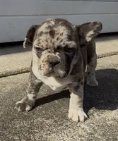 Foxy, a female Frenchton for sale in Edwardsburg, MI – 2 of 3