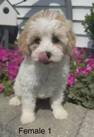 Coral, a female Coton de Tulear for sale in Edwardsburg, MI – 4 of 6