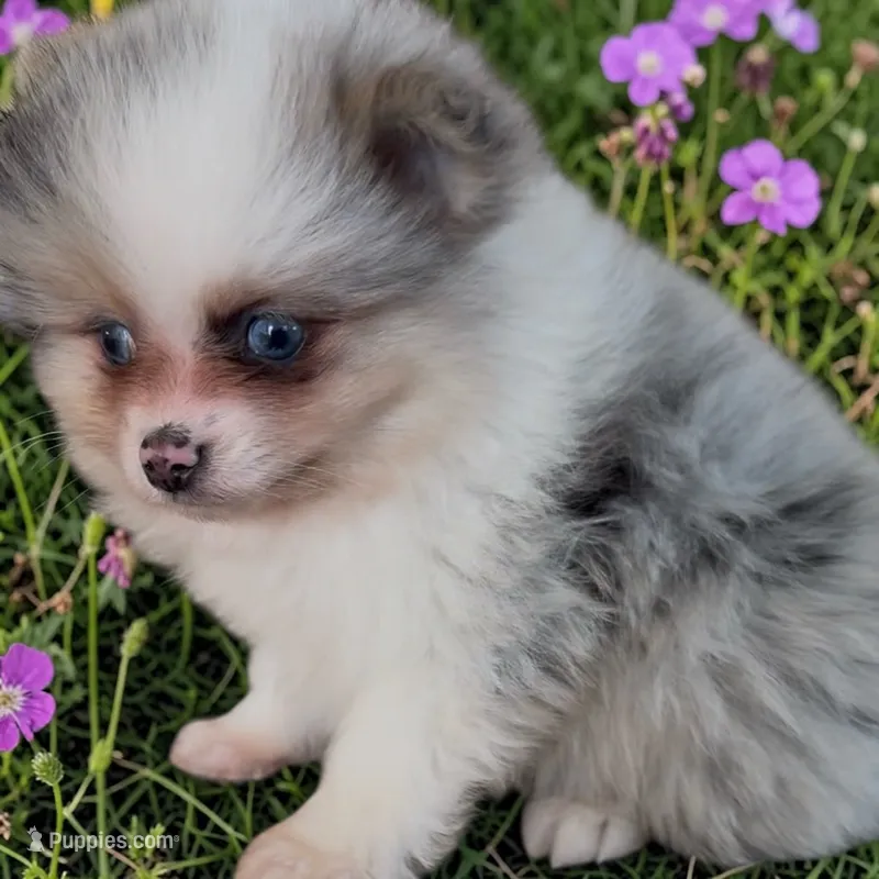 Marty – Pomeranian puppy for sale in Edwardsburg, MI