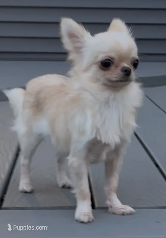 Chiquita – Chihuahua puppy for sale in Edwardsburg, MI