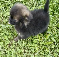 Prissy , a female Pomeranian for sale in Edwardsburg, MI – 4 of 4