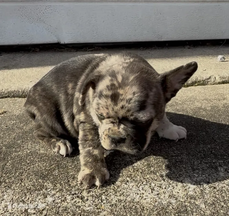 Foxy – Frenchton puppy for sale in Edwardsburg, MI