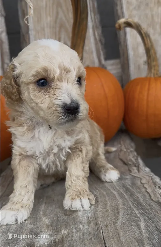 Magnus – Miniature Goldendoodle puppy for sale in Edwardsburg, MI