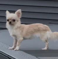 Chiquita, a female Chihuahua for sale in Edwardsburg, MI – 4 of 4