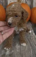 Maple, a female Miniature Goldendoodle for sale in Edwardsburg, MI – 2 of 3